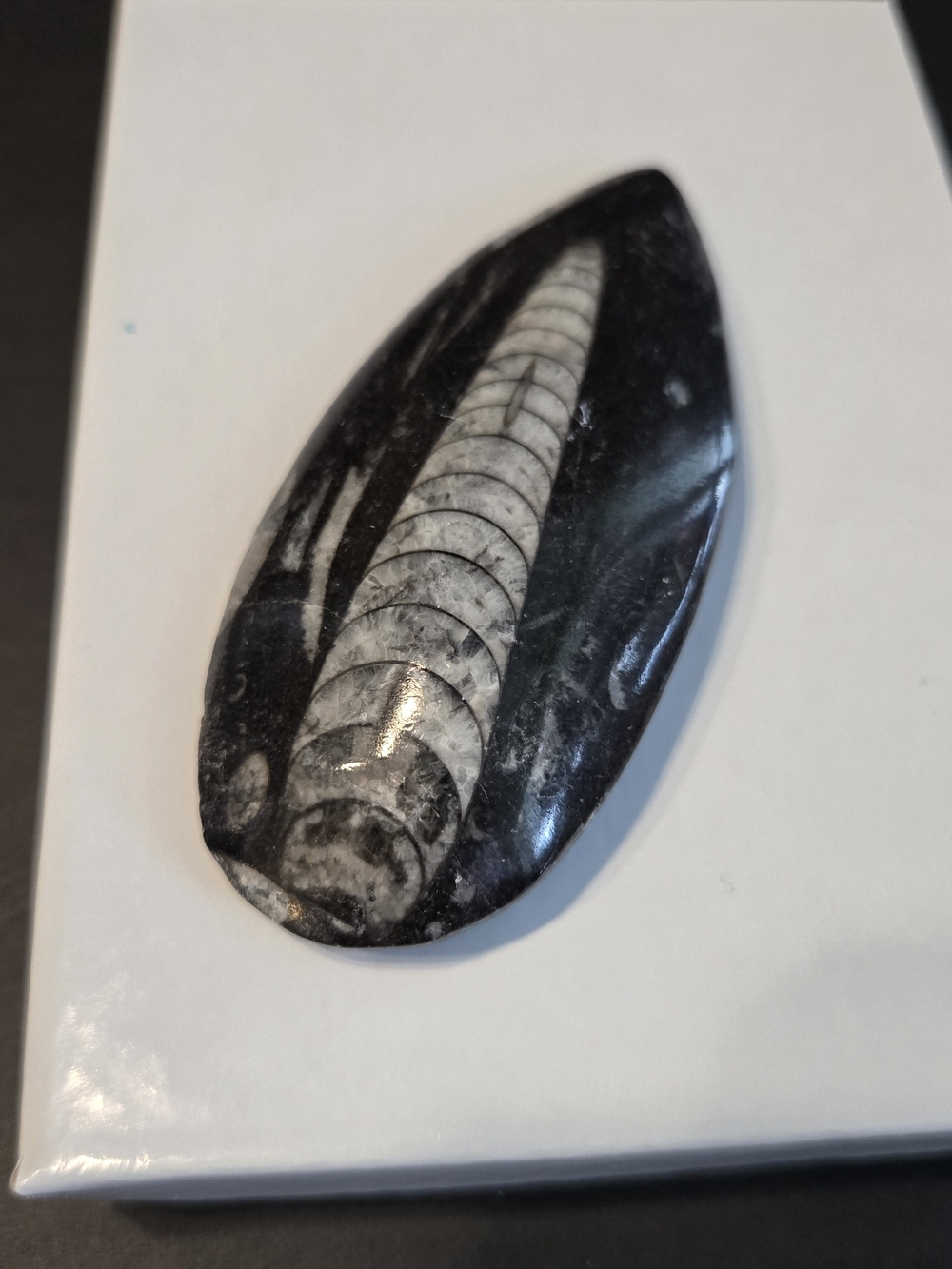 🦑 Polished Orthoceras Fossil Palm Stone 2.65 oz
